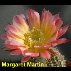 Margaret Martin.4.1.jpg 